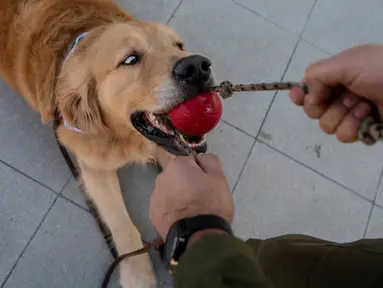 Anggota kepolisian Chile bermain dengan seekor anjing Golden Retriever bernama Clifford sebelum sesi latihan selama presentasi kepada pers di Santiago, Selasa (14/7/2020). Anjing itu dilatih untuk mendeteksi mereka yang mengidap covid-19 dengan mencium bau keringatnya. (Martin BERNETTI/AFP)