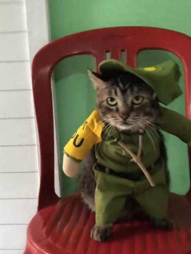 Viral Aksi Kucing Jadi Petugas Linmas di TPS Ini Ekspresinya Kocak