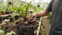 11 Cara Menanam Bit Merah dari Benih di Wadah dengan Media Tanam Gembur, Jadwal Panen Lebih Cepat