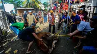 Sejumlah petugas menyiapkan sapi kurban yang akan disembelih. (merdeka.com/Arie Basuki)