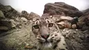 Seekor macan tutul salju tampak dalam foto inframerah tanpa tanggal yang diabadikan di Cagar Alam Nasional Gunung Qomolangma di Daerah Otonom Tibet, China barat daya. (Xinhua)