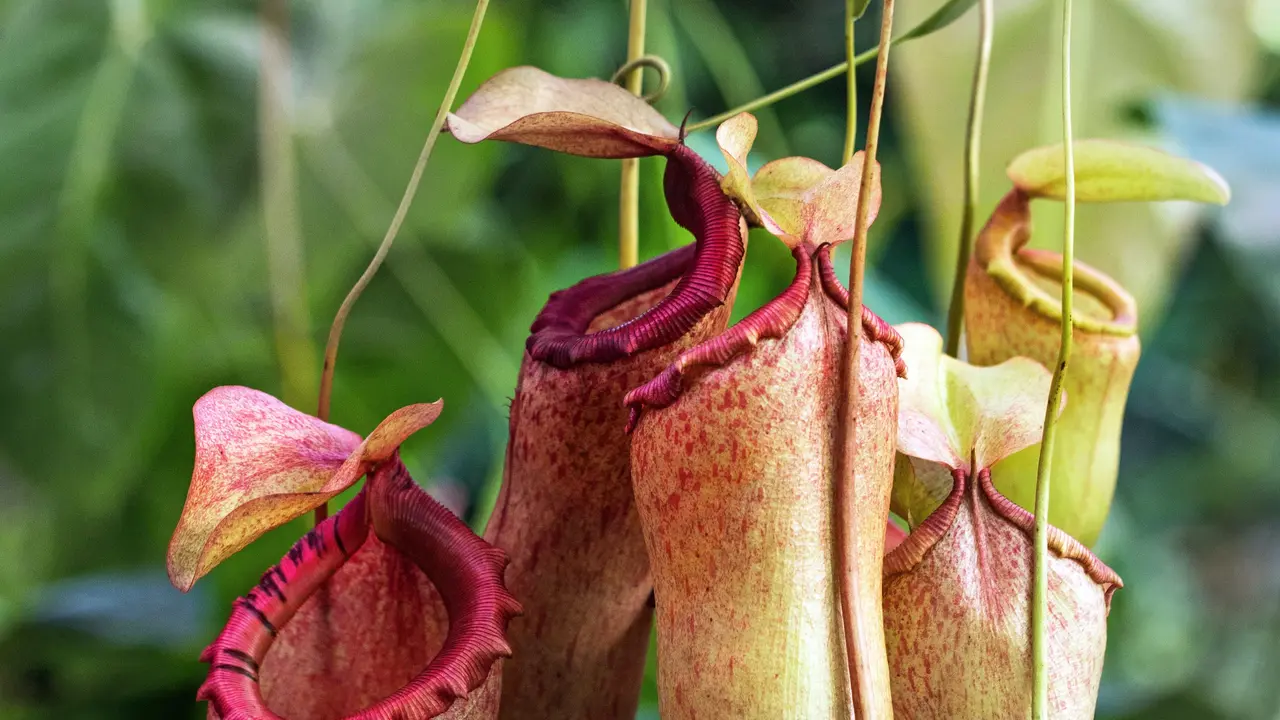 Tanaman Kantong Semar Dianggap mirip penis. Photo by David Clode on Unsplash