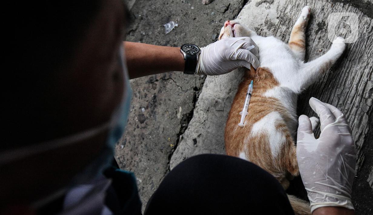 Dokter hewan dari Dinas Ketahanan Pangan dan Pertanian menyuntikkan vaksin rabies pada seekor kucing di Jakarta, Rabu (27/10/2021). Vaksin rabies untuk hewan peliharaan warga ini merupakan program Pemda untuk menjadikan kota Jakarta menjadi ramah hewan atau tanpa rabies. (Liputan6.com/JohanTallo)