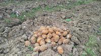 Granat-granat itu ditemukan oleh petani bawang saat sedang menggali tanah menggunakan garpu besi. (Liputan6.com/Fajar Eko Nugroho).
