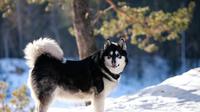 Cute dog breeds that are not for first time owners. (Photo: olginaa84/Pixabay)