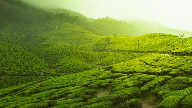 Munnar, Kerala