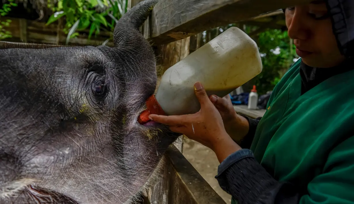 Dokter hewan memberi makan bayi gajah di Pusat Latihan Gajah, Saree, Aceh, Sabtu (23/8). Kondisi luka pada kaki bayi gajah akibat terkena jerat pada awal Mei 2018 lalu itu terus membaik dan tinggal menunggu proses penyembuhan. (AFP/CHAIDEER MAHYUDDIN)