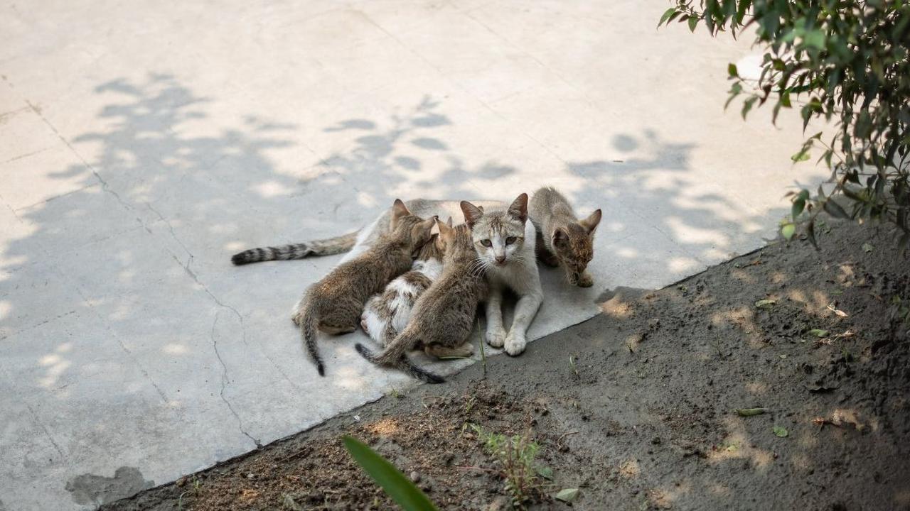 3. Susukan Induk: Anak kucing dapat terinfeksi cacing gelang melalui susu yang dihasilkan oleh induknya.
