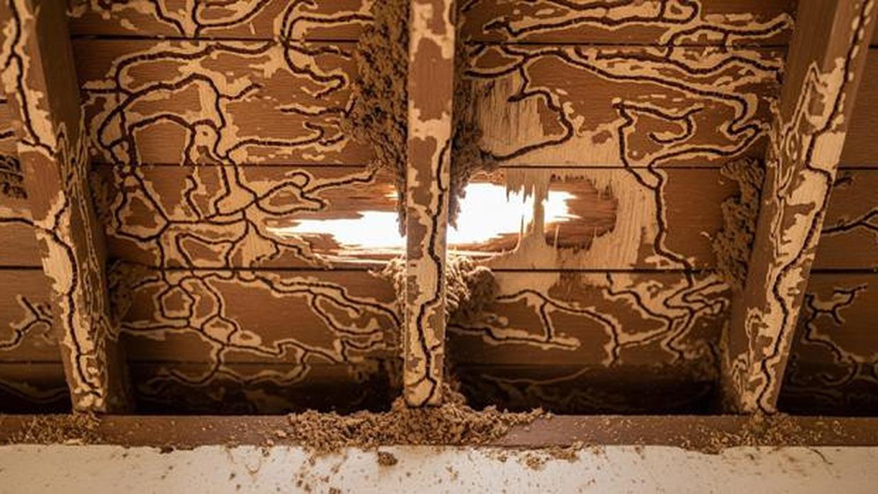 Cara Menghilangkan Rayap di Plafon Kayu