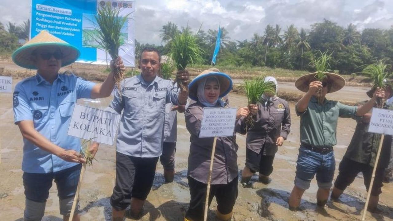 Kemenko Pangan Dorong Kolaka Optimalkan Pertanian Dukung Swasembada Pangan Nasional