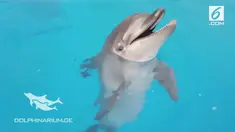 Seekor lumba-lumba yang baru lahir, lahir di Georgia, Batumi dolphinarium, diperlihatkan ke publik untuk pertama kalinya.