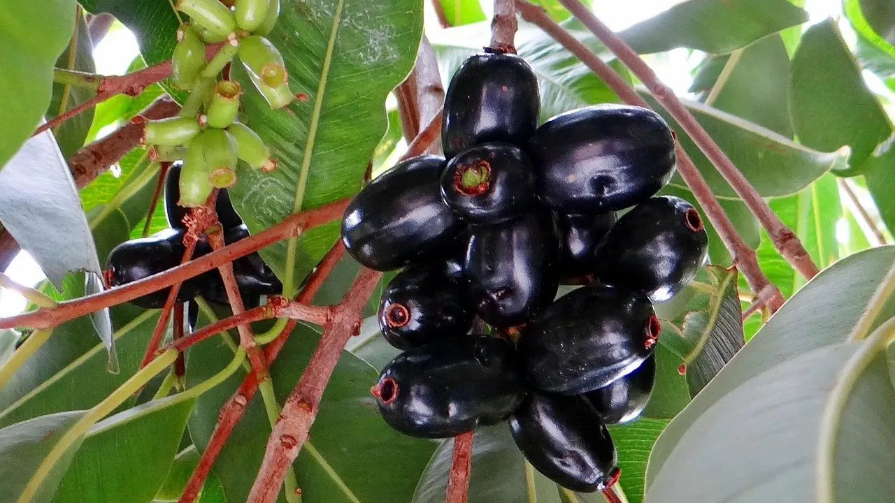 Syzygium cumini