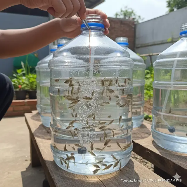 ternak ikan wader