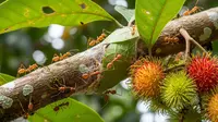 Cara Atasi Semut Rangrang di Pohon Buah agar Tanaman Tetap Sehat dan Produktif