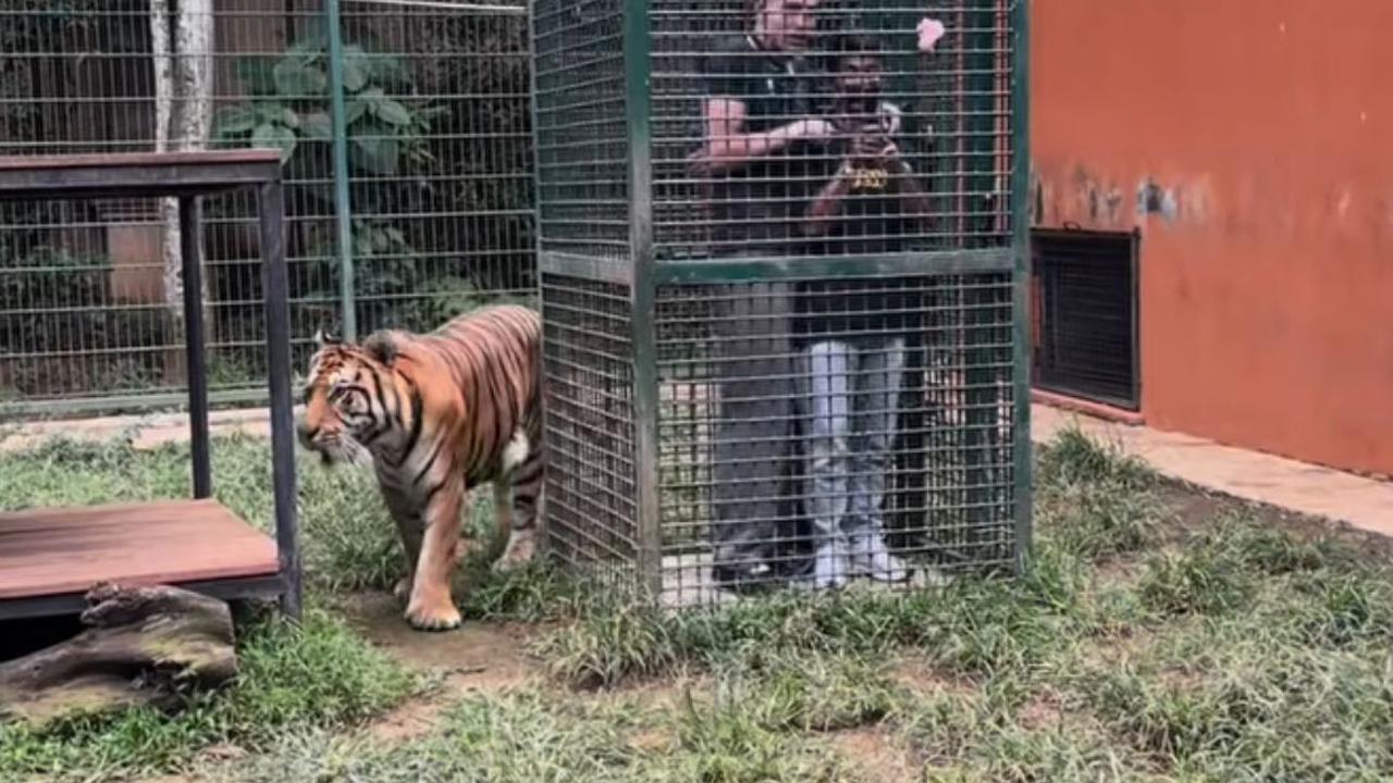 Aisar Khaled Panik Masuk Kandang Harimau Alshad Ahmad, Ekspresi Lucunya Bikin Netizen Ngakak!
