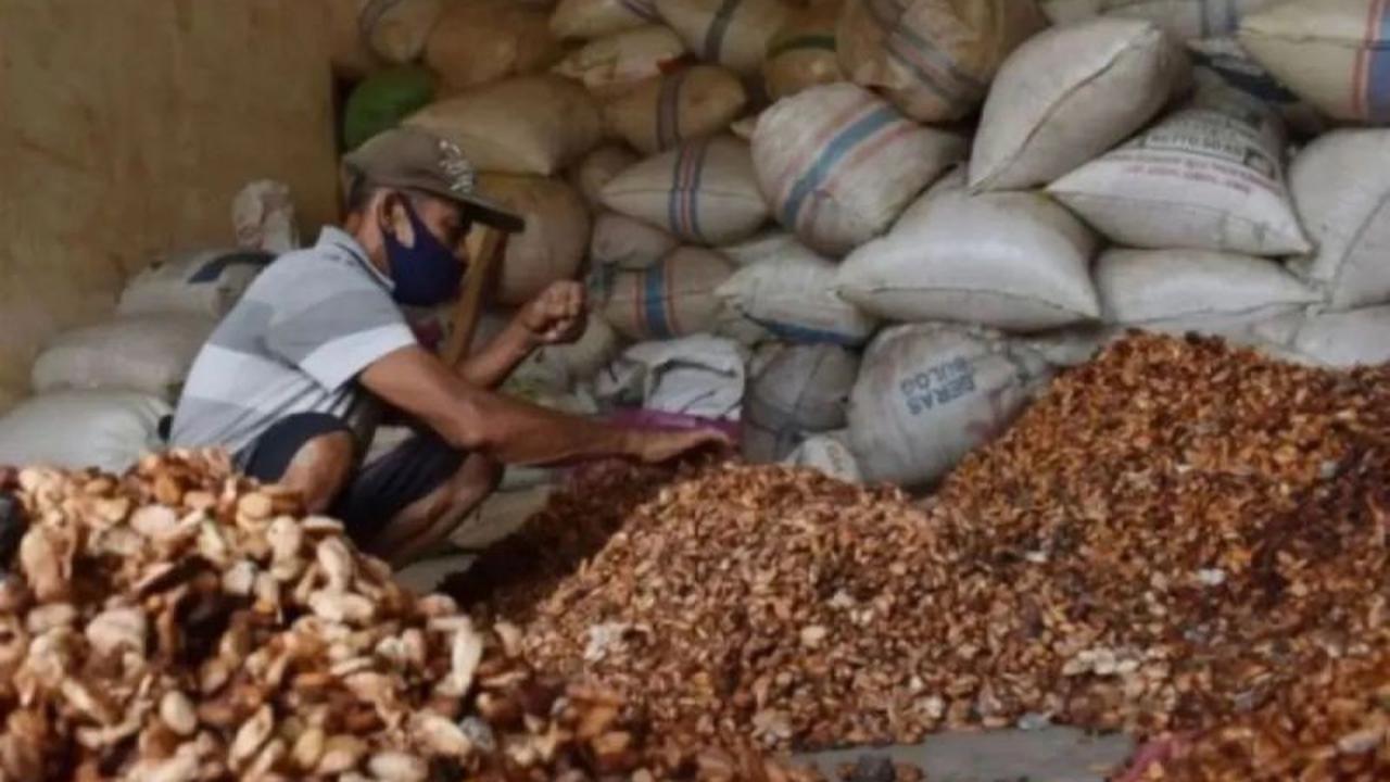 Harga Biji Kakao Melonjak Akibat Penutupan Selat Hormuz dan Penurunan Suplai