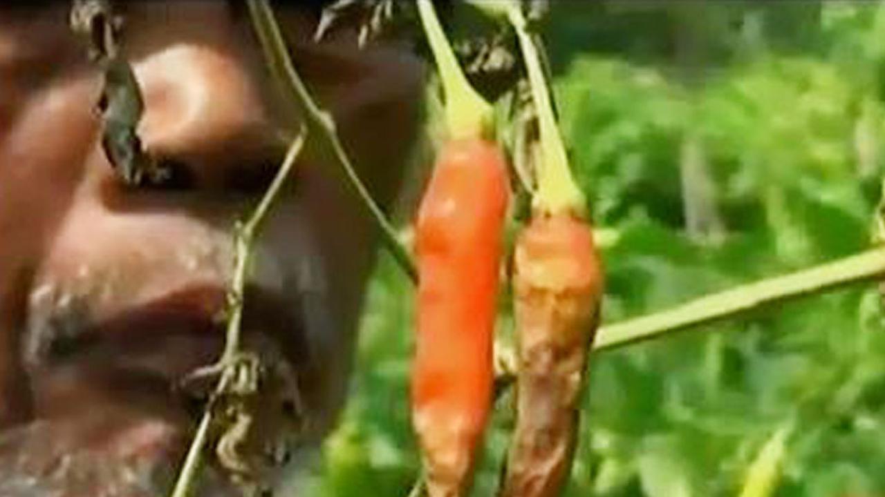 Hama Rusak Hasil Panen Cabai di Sleman