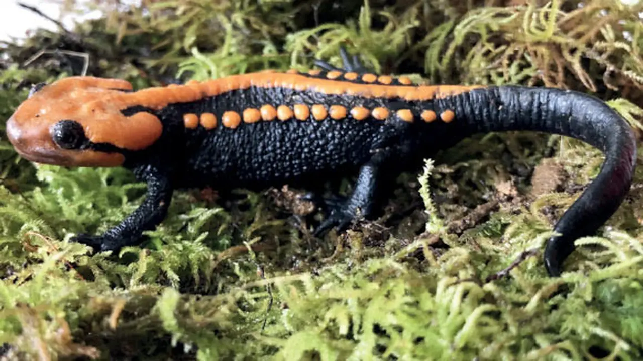 Penemuan Terbaru, Buaya Salamander Miniature dengan Ukuran Hanya 6 cm!