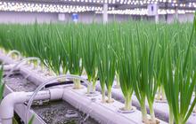 Tanaman yang Tidak Mudah Mati dan Bisa Dipanen Berulang, Ketahui untuk Maksimalkan Tips Berkebun