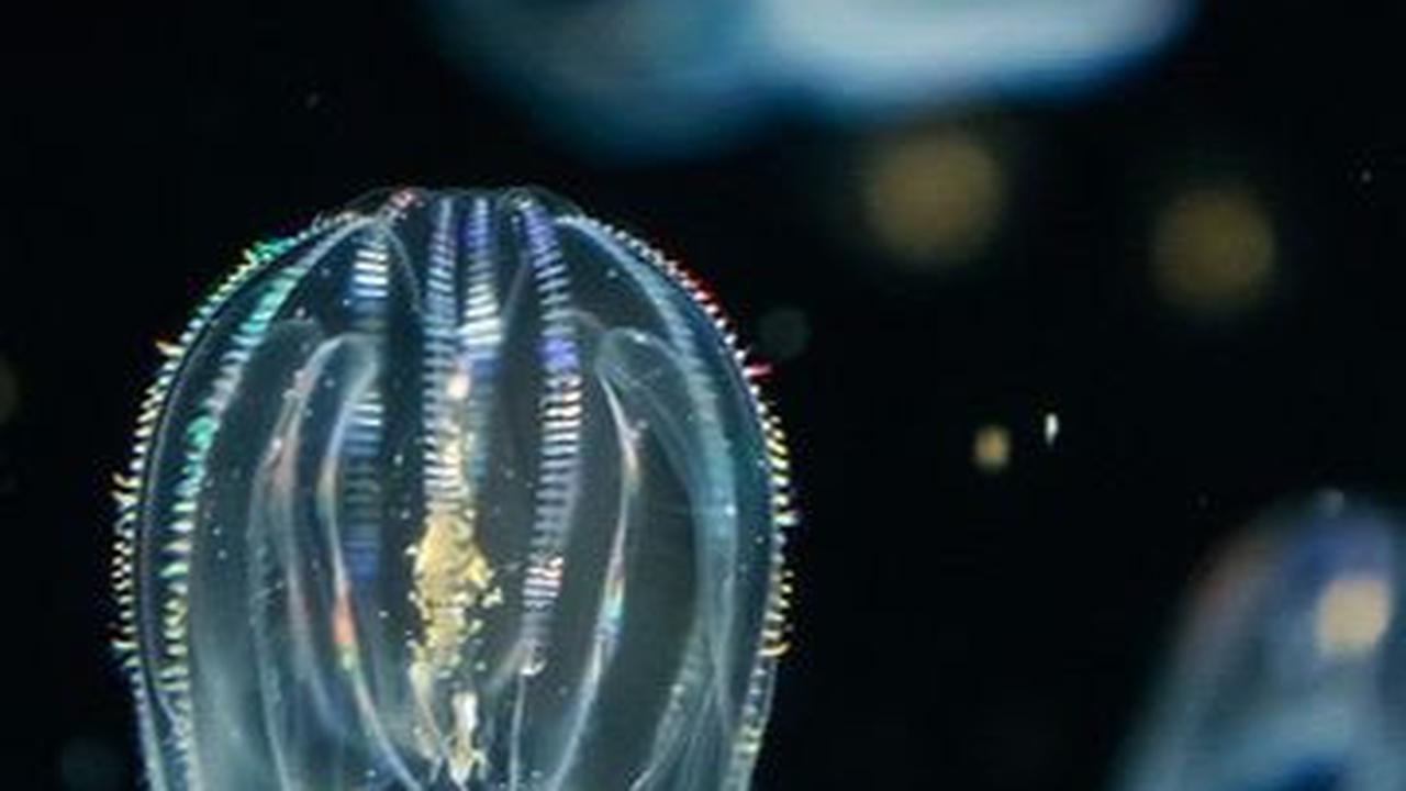 <b>Comb Jellyfish: Hidup Selama 500 Juta Tahun</b><br>