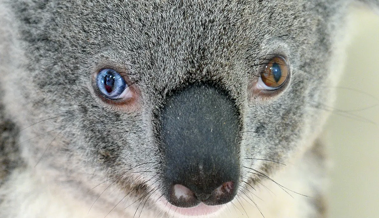 Seekor koala dengan kondisi genetik yang sangat langka  di Kebun Binatang Australia di Brisbane Utara, Selasa (12/7). Koala ini memiliki bola mata berwarna biru terang pada mata kanannya dan warna coklat pada mata kirinya. (STR/AUSTRALIA ZOO/AFP)