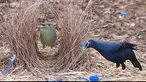 Bowerbird mencari perhatian calon pasangan betinanya dengan perlakuan yang romantis.