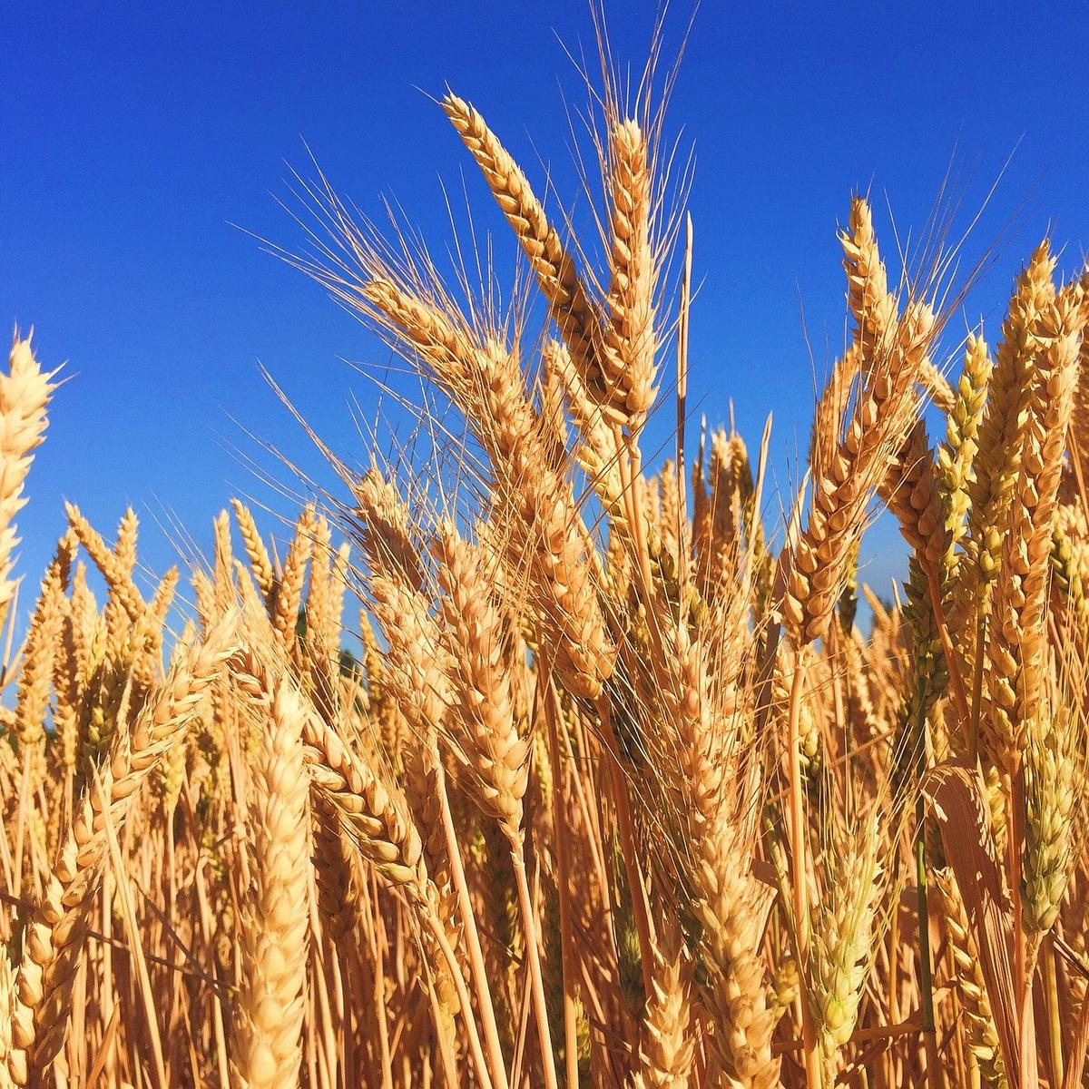 gandum / barley