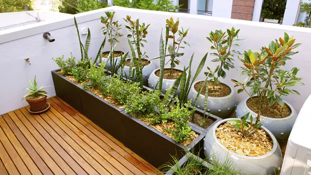 Membuat Taman di Atap Rumah, Mudah Kok!