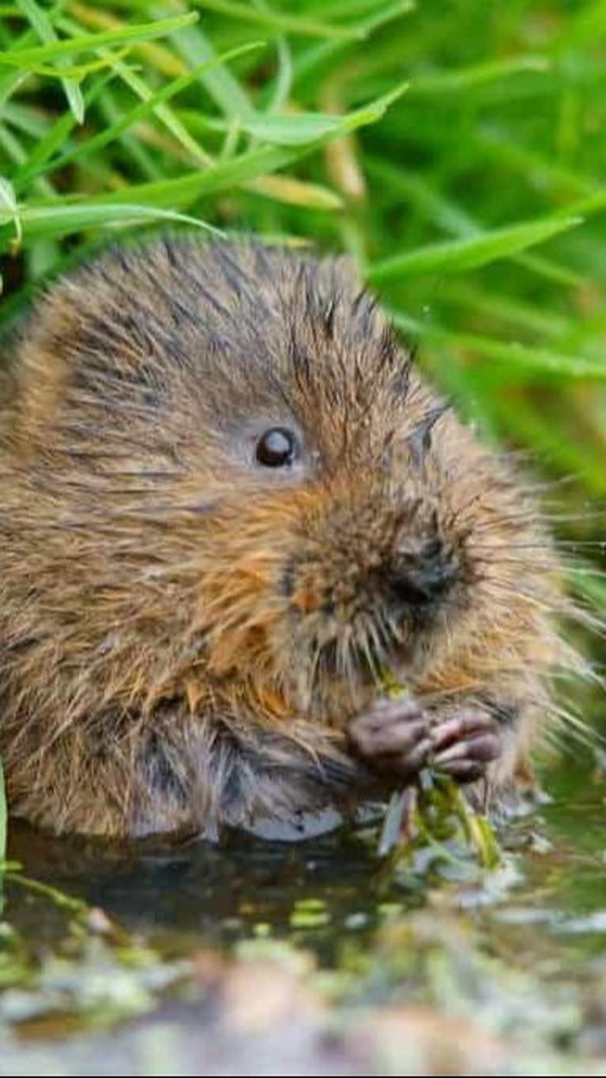 8. Tikus