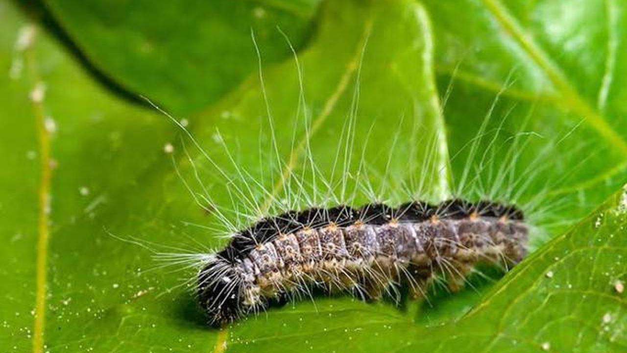 9 Tanda Laba-Laba Baik untuk Lingkungan Rumah, Jangan Dibasmi Dulu