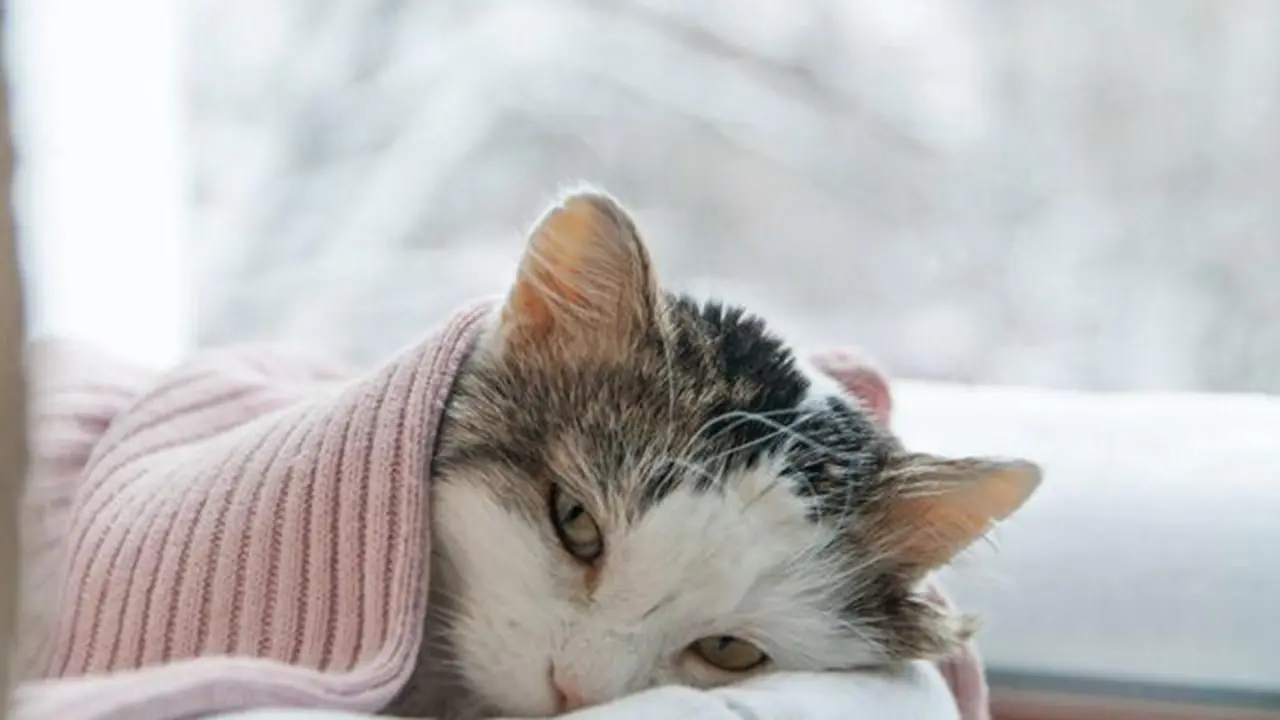 Kucing sakit
