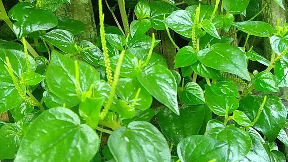 Tanpa Obat Kimia, Cara Efektif Menggunakan Daun Sirih Cina untuk Asam Urat