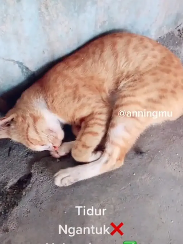 Dermawan, Pria Ini Rutin Beri Makan Kucing Liar yang Kelaparan