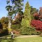 Arboretum di Kabupaten Wonosobo, Jawa Tengah, potensial dikembangkan menjadi wahana wisata alam edukatif, 