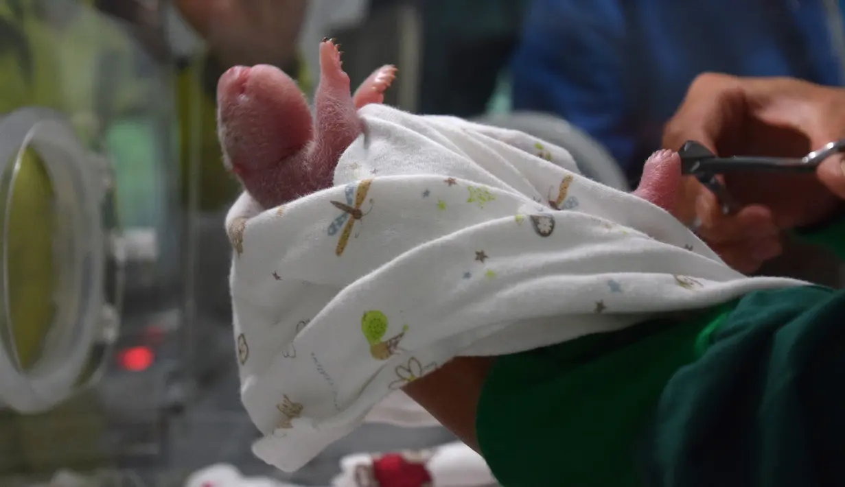 Bayi panda hasil perkawinan campuran antara pasangan panda penangkaran dan panda liar di Provinsi Sichuan, Tiongkok barat daya, 31 Juli 2017. Kelahiran bayi panda itu menandai kesuksesan eksperimen dalam meningkatkan keragaman genetik panda. (STR / AFP)