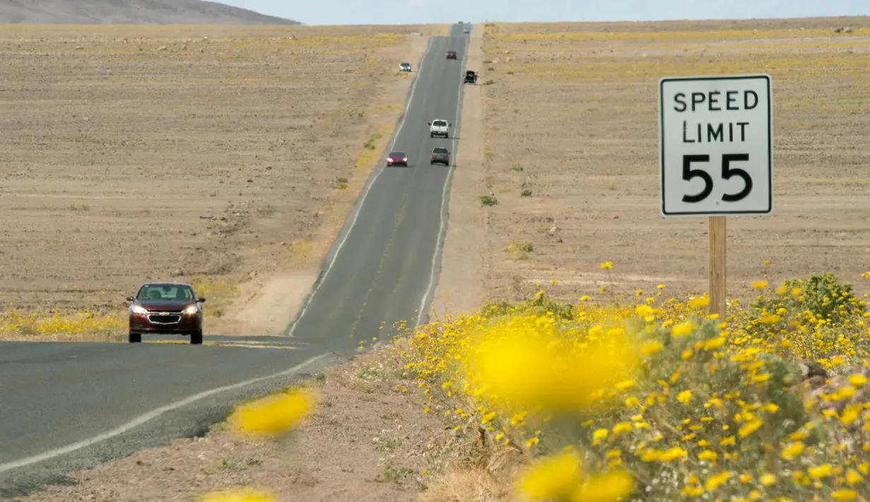  Bunga - bunga tampak dipinggiran jalan di Taman Nasional Death Valley, California (4/3). Dengan kondisi tanah yang kering membuat para wisatawan tertarik melihat bunga - bunga yang tumbuh disini. (ROBYN BECK / AFP)