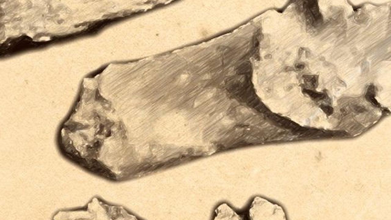 3. Penggalian Fosil Pertama di Sentolo<br>