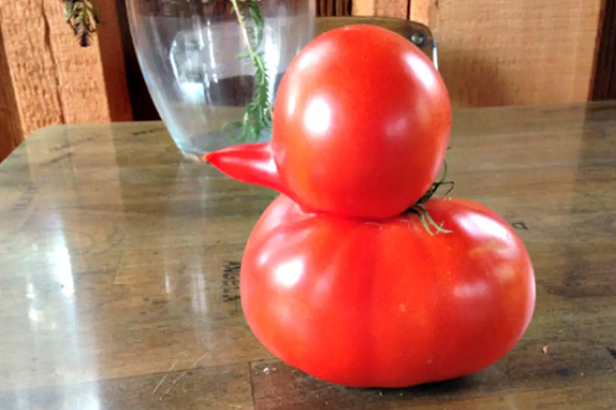 Tomat Unik Berbentuk Boneka Bebek