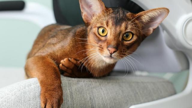 Abyssinian