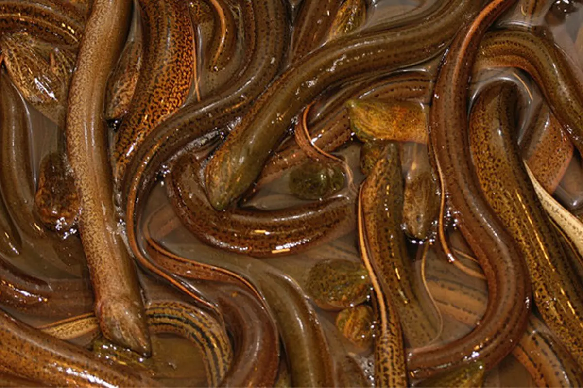Ilustrasi belut