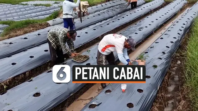 VIDEO: Petani Buka Lapangan Pekerjaan di Masa Pandemi