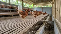 7 Panduan Ternak Ayam Kampung 50 Ekor untuk Pemula, Lebih Untung Umbaran atau Kandang?