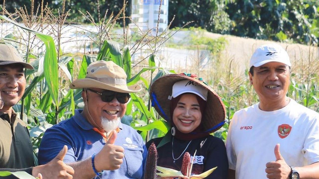 Fakta Unik: Jagung Ungu Madiun, Komoditas Unggul yang Berkhasiat Tinggi dan Bernilai Ekonomi Fantastis!