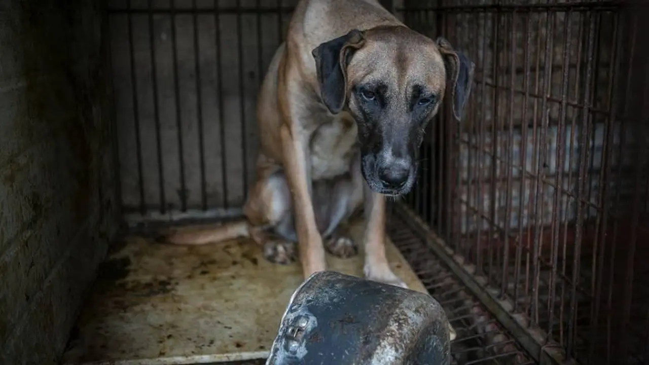 Anjing di Korea Selatan
