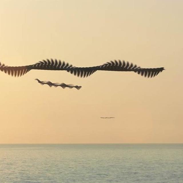 7 Foto Burung Yang Sedang Terbang Ini Menakjubkan Jejaknya Sampai Terlihat Hot Liputan6 Com