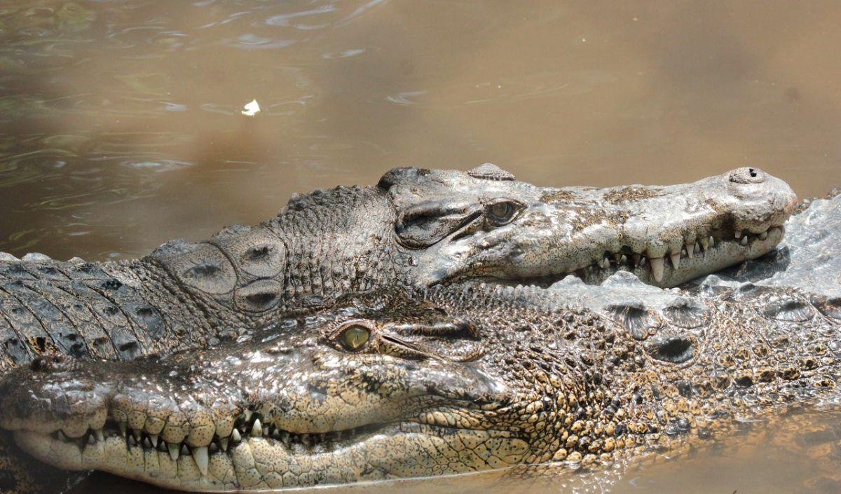 7. Buaya