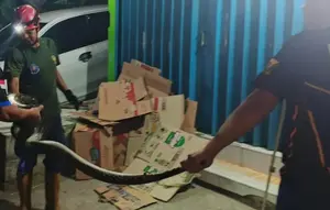 Bukan Tangkap Maling, Tim Ronda di Sukabumi Temuan Piton 3 Meter