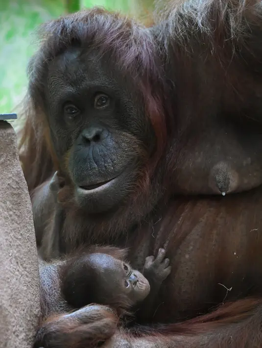 Salah satu induk orangutan Kalimantan, Theodora, menggendong bayinya yang baru lahir di kebun binatang Jardin des Plantes, Paris, Rabu (24/10). Theodora 8 hari lalu baru melahirkan seekor bayi betina yang diberi nama Java. (Eric FEFERBERG/AFP)