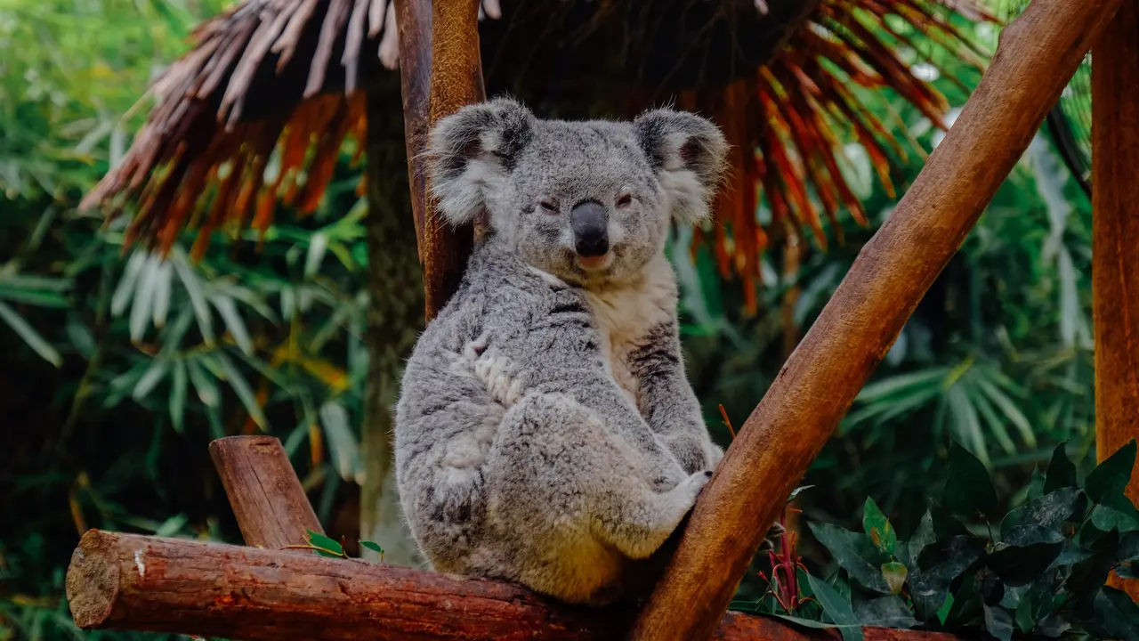 Ilustrasi koala, hewan