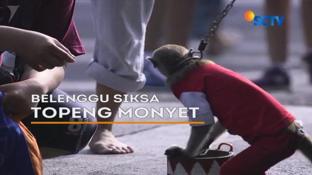 Topeng monyet salah satu hiburan rakyat yang masih digemari, Namun miris melihat monyet terguncang karena tarikan di leher yang terikat tali